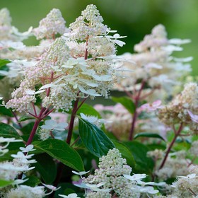 Саженец Гортензия (горшок р9) Эрли Гарри, 1 шт, Осень 2025