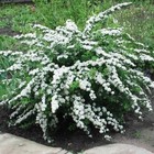 Саженец Спирея (горшок р9) Флеченфуллер, 1 шт, Осень 2025 10652156 - фото 8101261