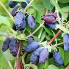 Саженец Жимолость (ОКС) Индиго джем, 1 шт, Осень 2025 10652164 - фото 8101262