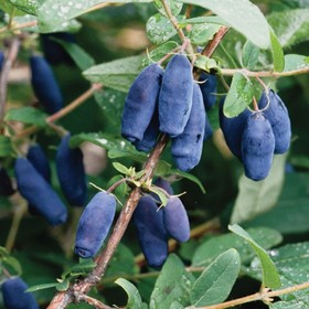 Саженец Жимолость (ОКС) Лавина, 1 шт, Осень 2025