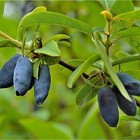 Саженец Жимолость (ОКС) Югана, 1 шт, Осень 2025 10652169 - фото 8101264