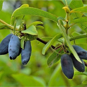 Саженец Жимолость (ОКС) Югана, 1 шт, Осень 2025