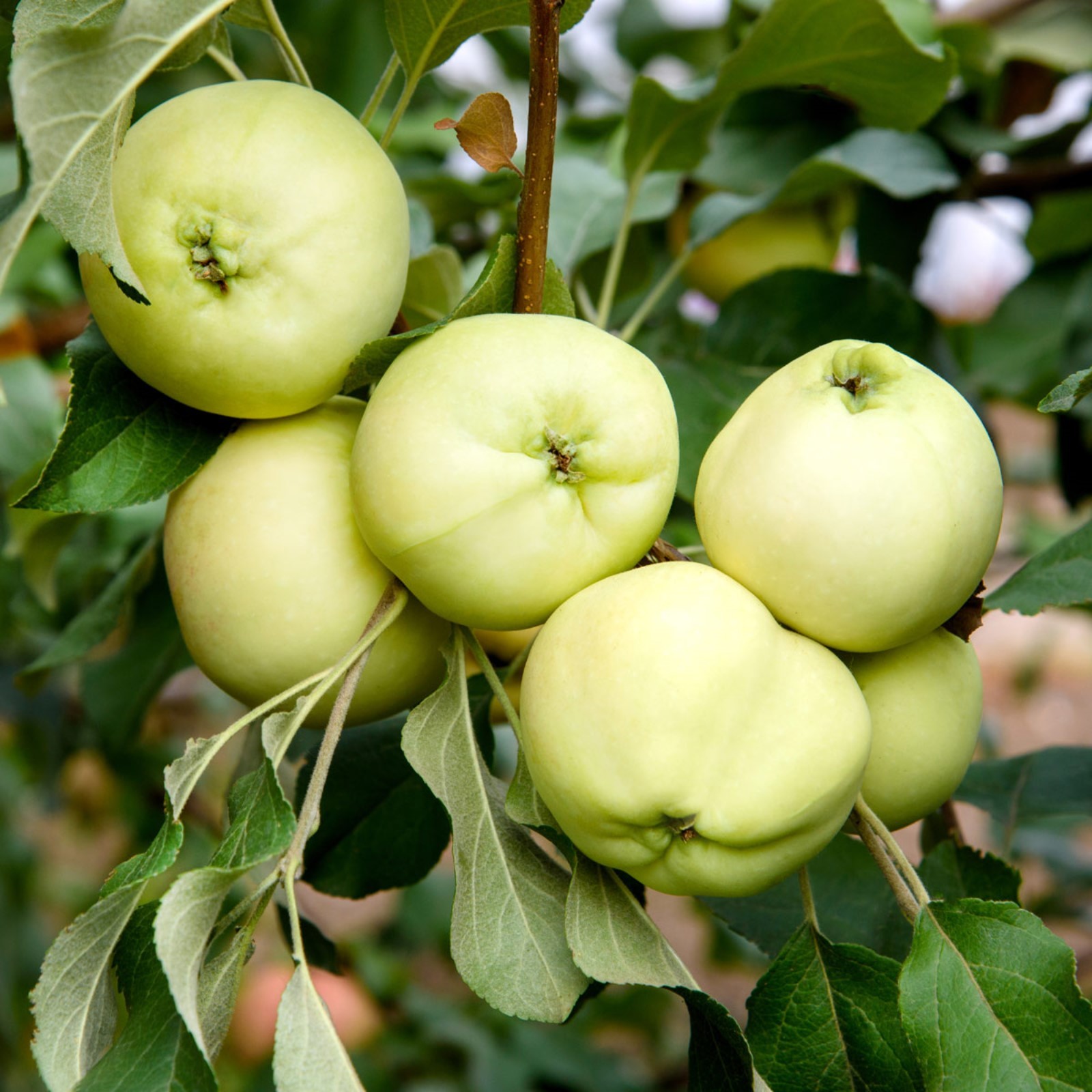 Белый налив описание сорта фото Белый налив описание сорта фото