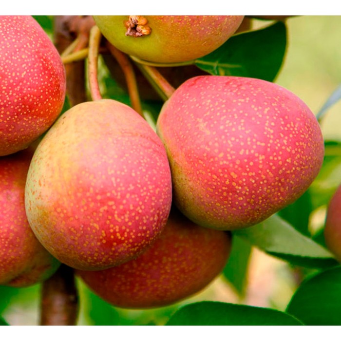 Груша исетская сочная описание сорта фото Груша исетская сочная описание сорта фото