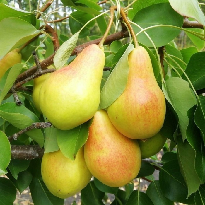 

Саженец Груша Сварог, Горшок 2л., Лето 2024