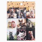 Набор наклеек детских бумажных «Котопсы», 10 штук, 11 х 15.5 см - фото 24576221