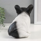 Фигурка "Щенок Французского бульдога" 16,5 х 11,5 х 18 см. - фото 27392529 Фигурка "Щенок Французского бульдога" 16,5 х 11,5 х 18 см. - фото 27392529