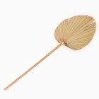 Сухие цветы «Лист пальмовый», 52×14×2 см - Фото 6