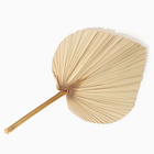 Сухие цветы «Лист пальмовый», 50×25×2 см - Фото 6