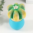 Растущий подарок травка Экоживчик "Кактус Астрофитум" голубой - фото 24602394