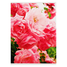 Тетрадь А4, 80 листов в клетку, "Чайная роза", обложка картон, блок 60 г/м2 - фото 321778123