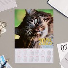 Календарь листовой "Кот" 2025 год, А4 (комплект 10 шт) - фото 24640084