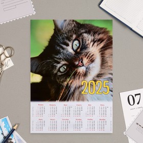 Календарь листовой "Кот" 2025 год, А4 (комплект 10 шт)
