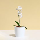 Кашпо для цветов, d = 10 см, 0,5 л, пластик, белое (комплект 2 шт) - фото 26454810