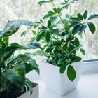 Кашпо для цветов, 15×15 см, 2.5 л, пластик, белое - Фото 4