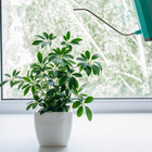 Кашпо для цветов, 15 × 15 см, 2,5 л, пластик, белое 10624127