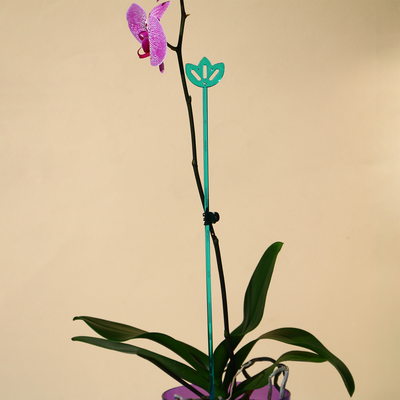 Поддержки для орхидей, h=44 см, пластик  прозрачно-бирюзовый