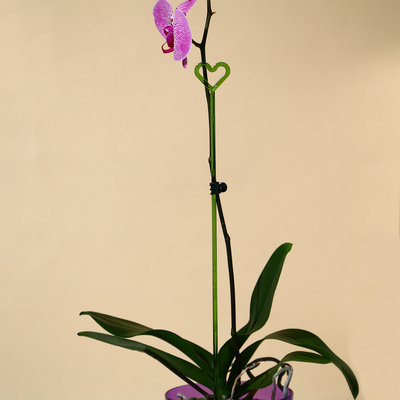 Поддержки для орхидей, h=44 см, пластик  прозрачно-зеленый