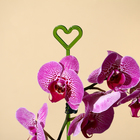 Опора для орхидей, h = 44 см, пластик, зелёная, МИКС - Фото 2