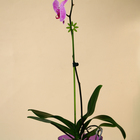 Опора для орхидей, h = 44 см, пластик, зелёная, МИКС - Фото 4