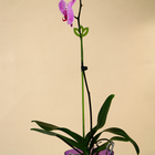 Опора для орхидей, h = 44 см, пластик, зелёная, МИКС - Фото 6