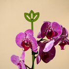 Опора для орхидей, h = 44 см, пластик, зелёная, МИКС - Фото 7