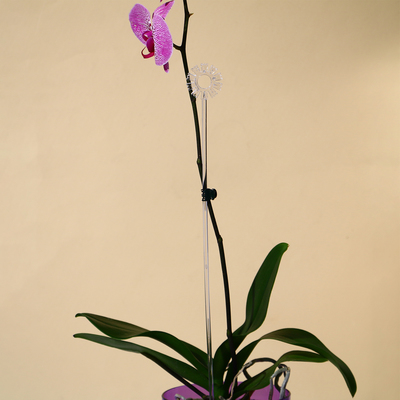 Поддержки для орхидей, h=44 см, пластик  прозрачный