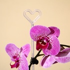 Опора для орхидей, h = 44 см, пластик, прозрачная, МИКС - Фото 11