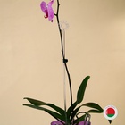 Опора для орхидей, h = 44 см, пластик, прозрачная, МИКС - Фото 14