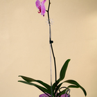 Опора для орхидей, h = 44 см, пластик, прозрачная, МИКС - Фото 4