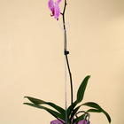 Опора для орхидей, h = 44 см, пластик, прозрачная, МИКС - Фото 6