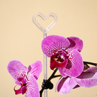 Опора для орхидей, h = 44 см, пластик, прозрачная, МИКС - Фото 7