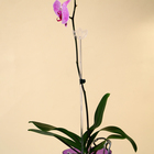 Опора для орхидей, h = 44 см, пластик, прозрачная, МИКС - Фото 8