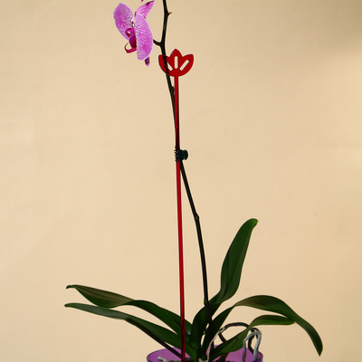 Поддержки для орхидей, h=44 см, пластик  прозрачно-малиновый