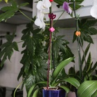 Опора для орхидей, h=44 см, пластик, малиновая, МИКС - Фото 13