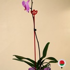 Опора для орхидей, h=44 см, пластик, малиновая, МИКС - Фото 15