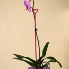 Опора для орхидей, h = 44 см, пластик, малиновая, МИКС - Фото 4