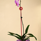 Опора для орхидей, h = 44 см, пластик, малиновая, МИКС - Фото 6