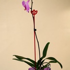 Опора для орхидей, h=44 см, пластик, малиновая, МИКС - Фото 5