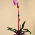 Опора для орхидей, h = 44 см, пластик, малиновая, МИКС - Фото 8