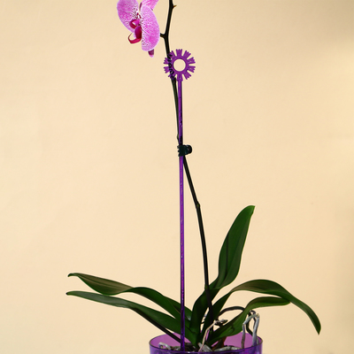 Поддержки для орхидей, h=44 см, пластик  прозрачно-фиолетовый
