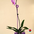 Опора для орхидей, h = 44 см, пластик, фиолетовая, МИКС - Фото 15