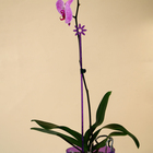 Опора для орхидей, h = 44 см, пластик, фиолетовая, МИКС - Фото 6