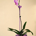 Опора для орхидей, h = 44 см, пластик, фиолетовая, МИКС - Фото 8