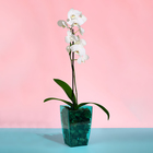 Горшок для орхидей, 2 л, 12,5 × 19,5 см, пластик, прозрачно-бирюзовый - Фото 3