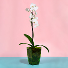 Горшок для орхидей, 2 л, 12,5 × 19,5 см, пластик, прозрачно-зелёный - Фото 3