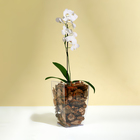 Горшок для орхидей, 2 л, 12.5×19.5 см, пластиковый, прозрачный - Фото 3