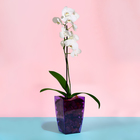 Горшок для орхидей, 2 л, 12,5 × 19,5 см, пластик, прозрачно-фиолетовый - Фото 3