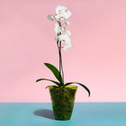 Горшок для орхидей, 1,5 л, 13 × 17 см, пластик, прозрачно-зелёный - Фото 3