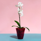 Горшок для орхидей, 1,5 л, 13 × 17 см, пластик, прозрачно-малиновый - Фото 3